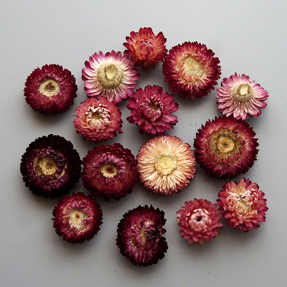 Natural Dried Colorful Chrysan - Baby Products 1 Year review and price